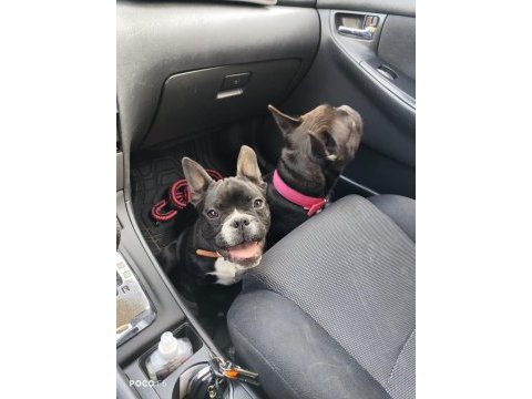 Erkek french bulldog yavru 6 aylık