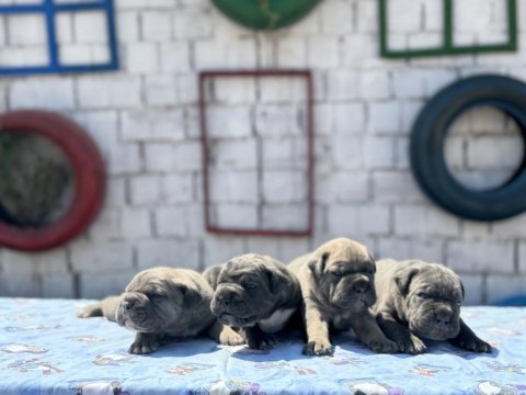 A şecereli cane corso yavrular