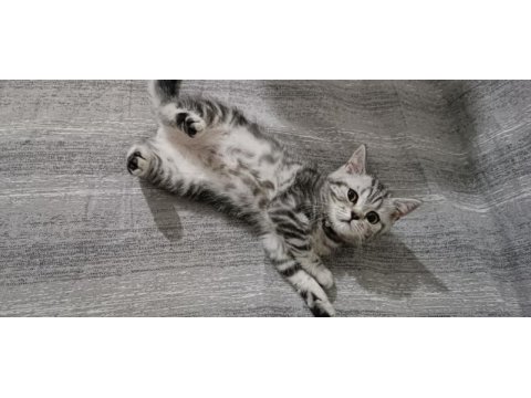 British silver 4 aylık british shorthair