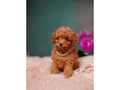 Toy poodle yavrularımız yeni ailelerini bekliyor