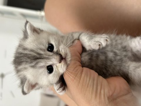 British ve scottish kedi yavruları