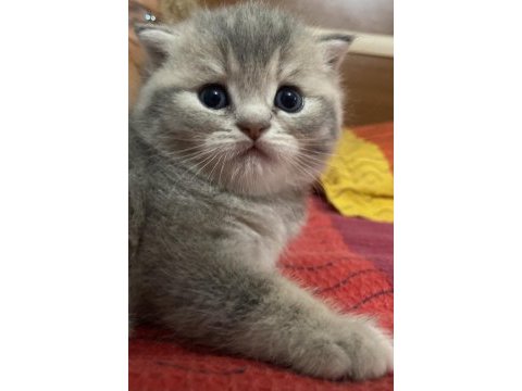 Safkan scottish fold