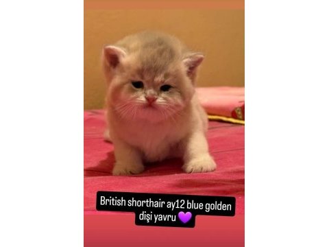 Safkan british shorthair yavrular
