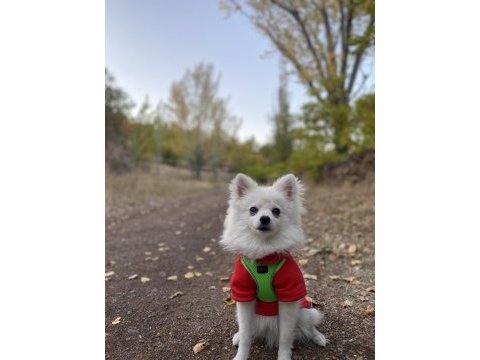 Erkek pomeranian tilki surat 7 aylık