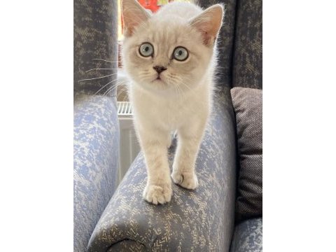 4 aylık british shorthair
