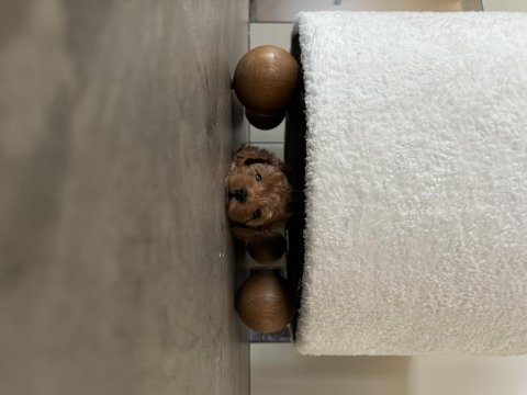 Anne altından a kalite toy poodle
