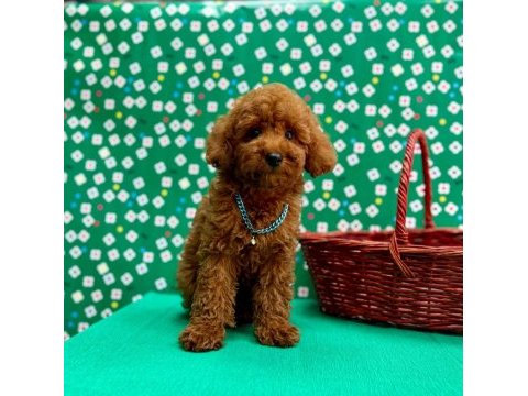 Orjinal toy poodle çocuklar