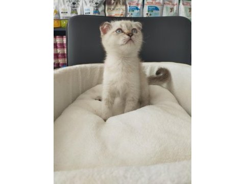 2 aylık scottish fold blue point dişi