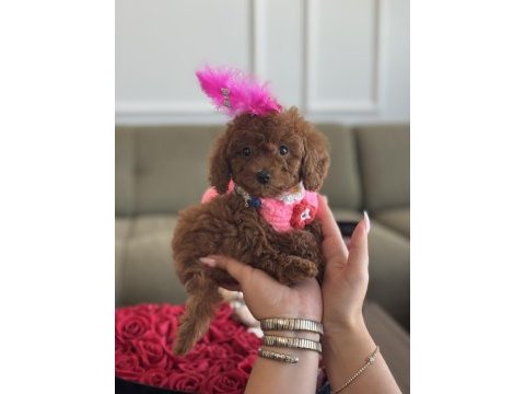 Süslü toy poodle bebeğim