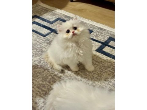 Birinci sınıf british longhair bebeklerimiz