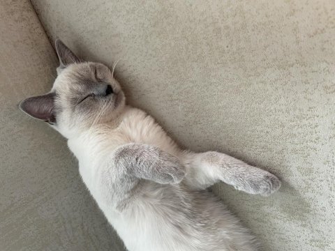 Bluepoint british shorthair