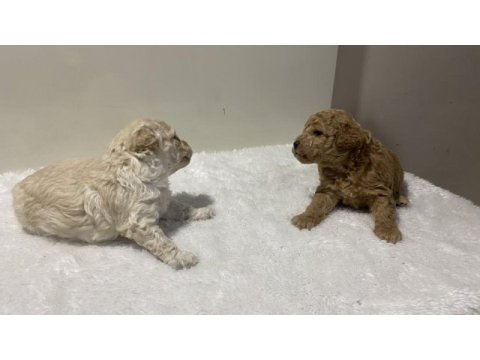 Beyaz renk erkek tam toy poodle yavru