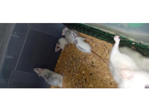 Yavru ratlar