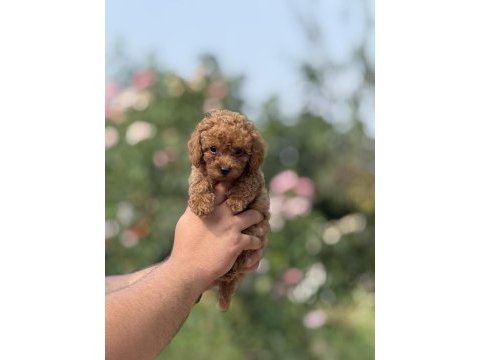 Aşılı çiş eğitimli toy poodle bebekler 