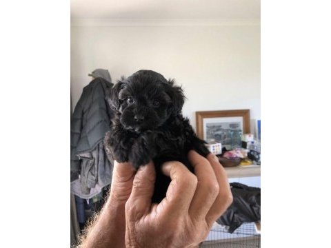 Eşsiz kalitede maltipoo köpeği