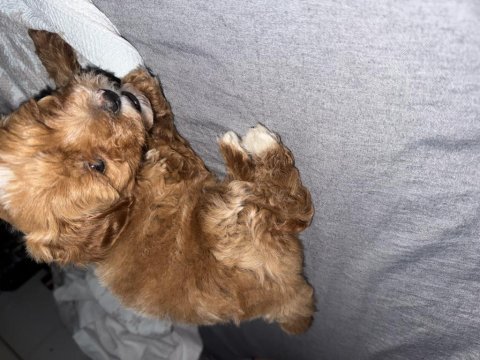 3 aylık yavru toy poodle
