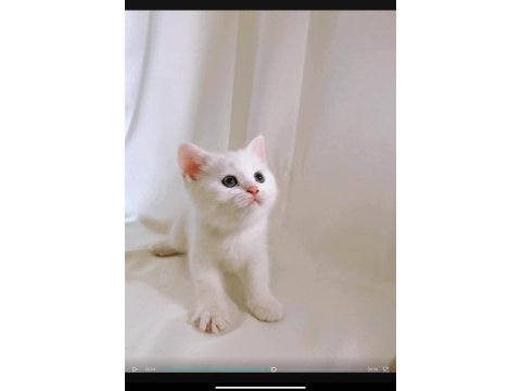 Şişman ve enerjik sevimli beyaz british shorthair