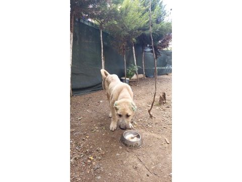 Kangal yavrusu satiliktir