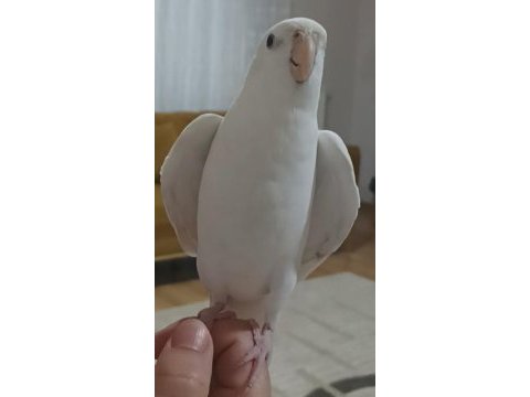 Fanatik fenerbahçeli sultan papağanı