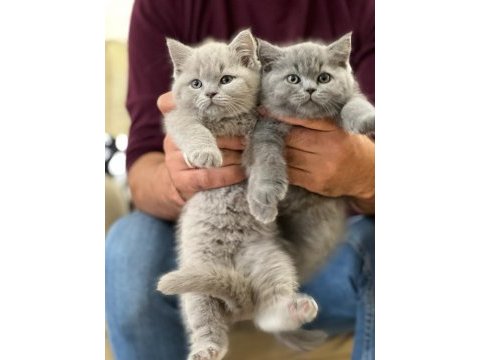 Evinizin neşesi british shorthair yavrularım