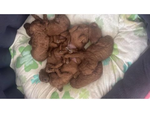 1 aylık poodle 15 mayıs teslim