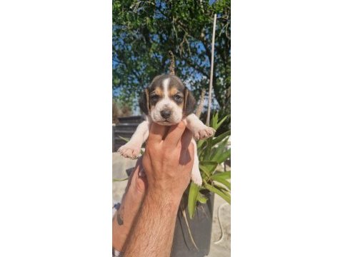 Irk ve sağlık garantili beagle yavrular