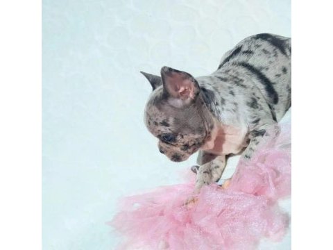 2.5 aylık dişi merle french bulldog