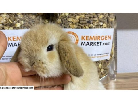 Mini lop tavşanı çiftliği - her ile gönderim!