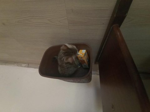 3 kardeş kediler