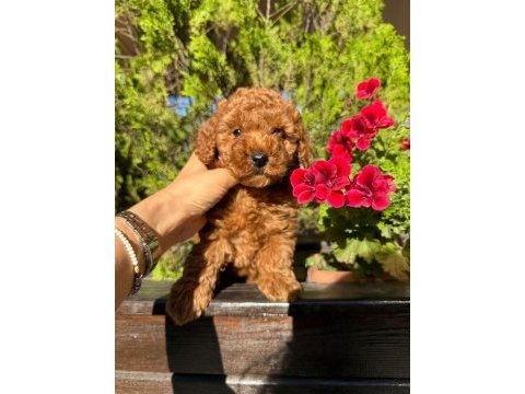 2 adet erkek poodle