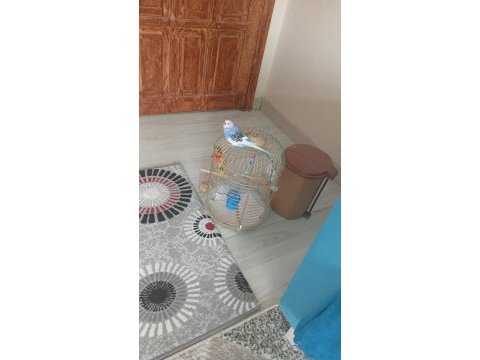 Muhabbet kuşumuz