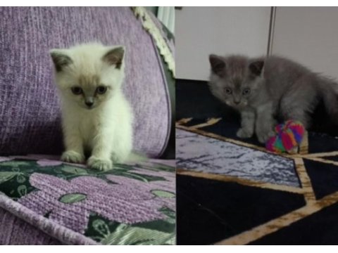 British shorthair erkek yavrular