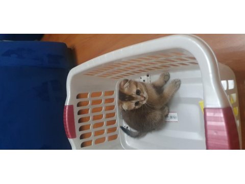 Black golden scottish fold erkek yavru
