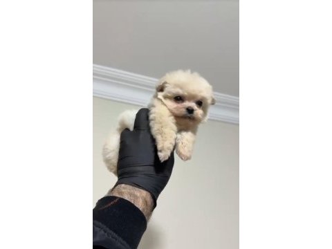 Sevgiliden sevgiliye pomeranian boo