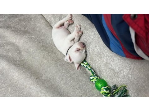 50 günlük erkek french bulldog