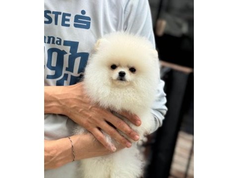 Ayıcık surat pomeranian