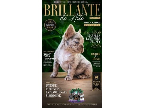 Fluffy newshade isabella merle french bulldog