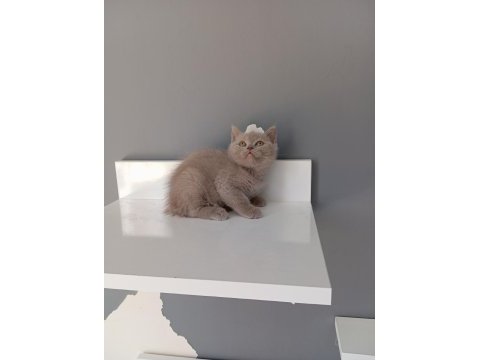 British shorthair lilac