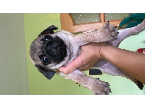 Oyuncu pug köpeği