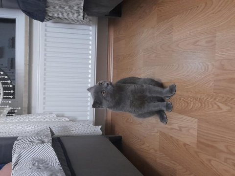 Oyuncu british shorthair