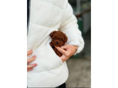 Bakanlık onaylı çiftlikten toy ve teacup poodle yavruları