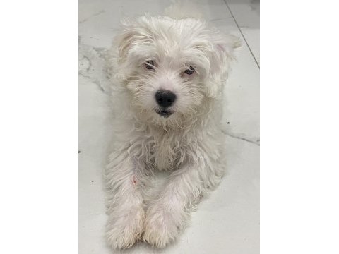Maltese dişi bebeğimiz 