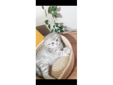 Secereli yavrular scottish fold