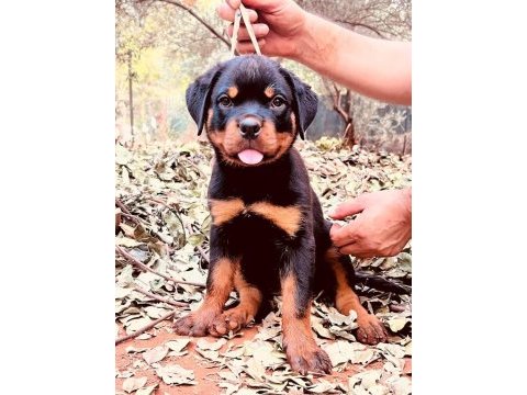 Koca kafa rottweiler yavrular