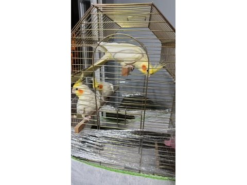 Sağlıklı sultan papağanları lutino