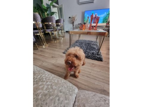 2 yaşında erkek toy poodle