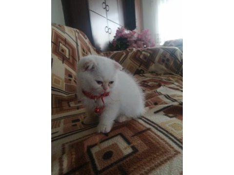 Ücretli sahiplendirme scottish fold blue point