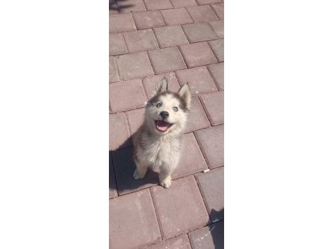 Sibirya kurdu husky