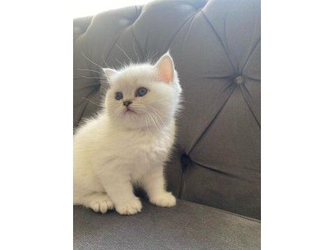 British shorthair kalite asla tesadüf değildir