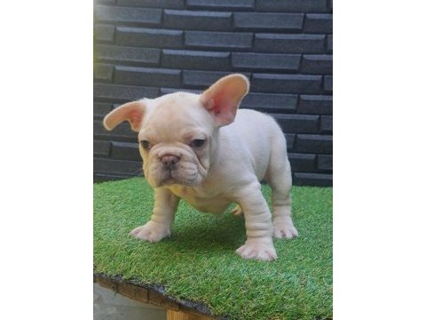 Egzotik renk french bulldog bebeklerimiz